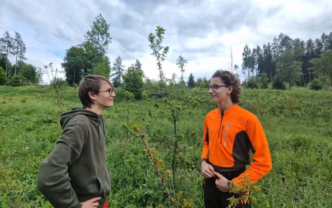 Laubholz kostengünstig aufforsten