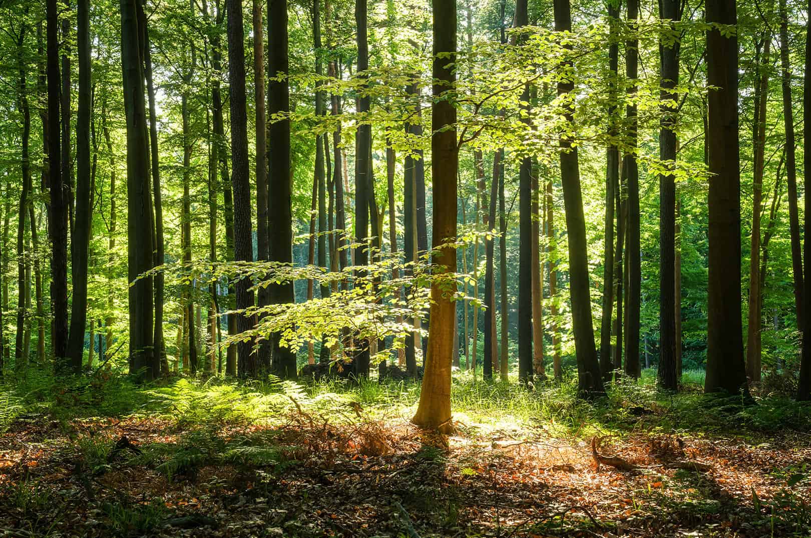waldgeschichten-studie-buchenwaelder-ruechkgang-foto-buchenwald-im-sommer
