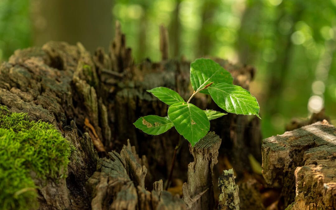 Klimawandel bedingter Wachstumsrückgang der europäischen Buchenwälder