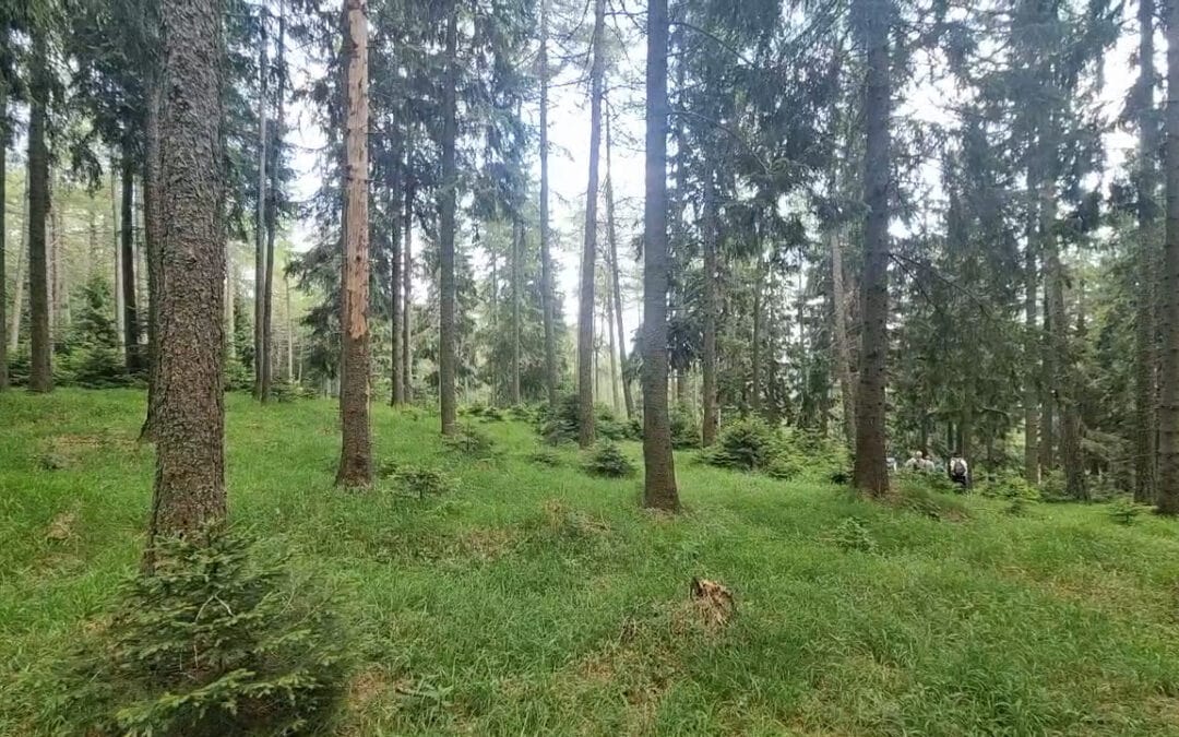 Die Balz, das Liebesspiel von Waldvögeln