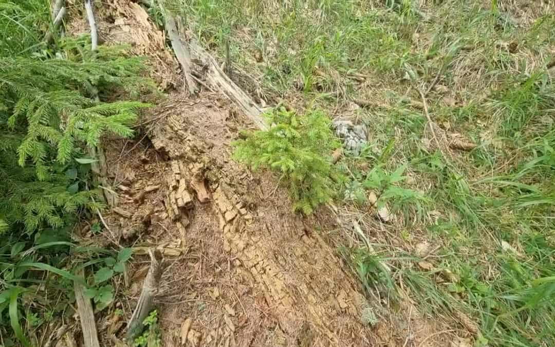 Waldverjüngung auf dem Baumkadaver