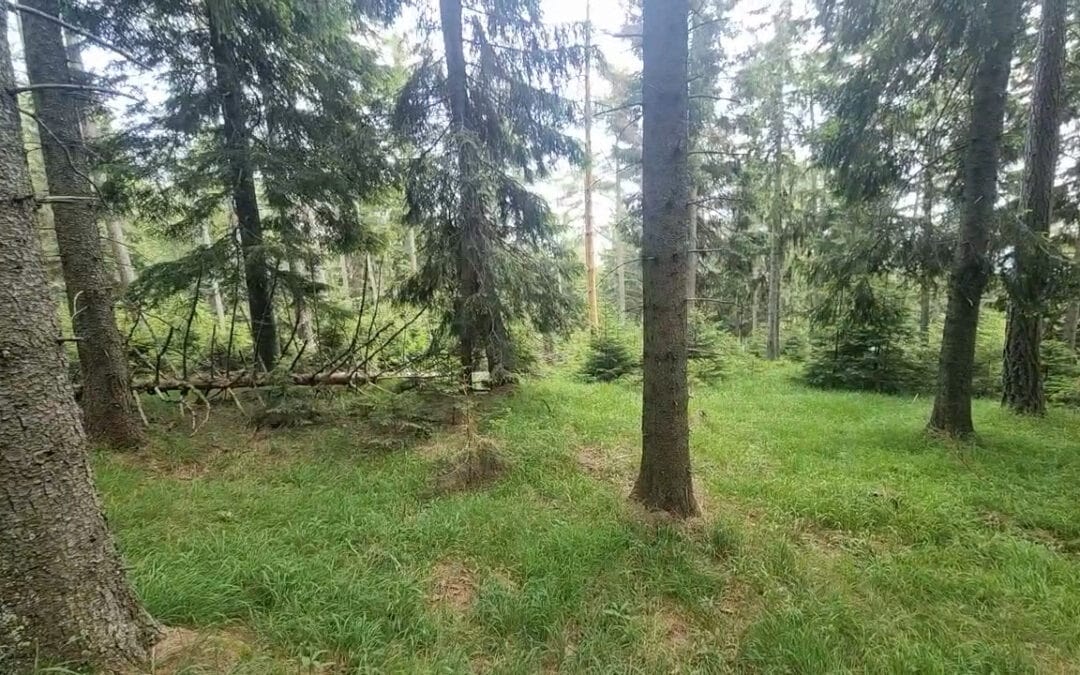 Strukturreiche Wälder für das Auerwild nur durch Bewirtschaftung
