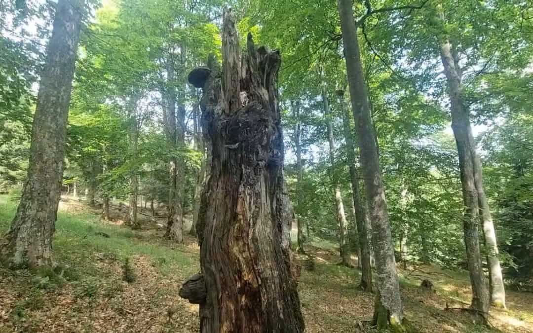 Totholz, die Vorratskammer für den Nachwuchs im Wald