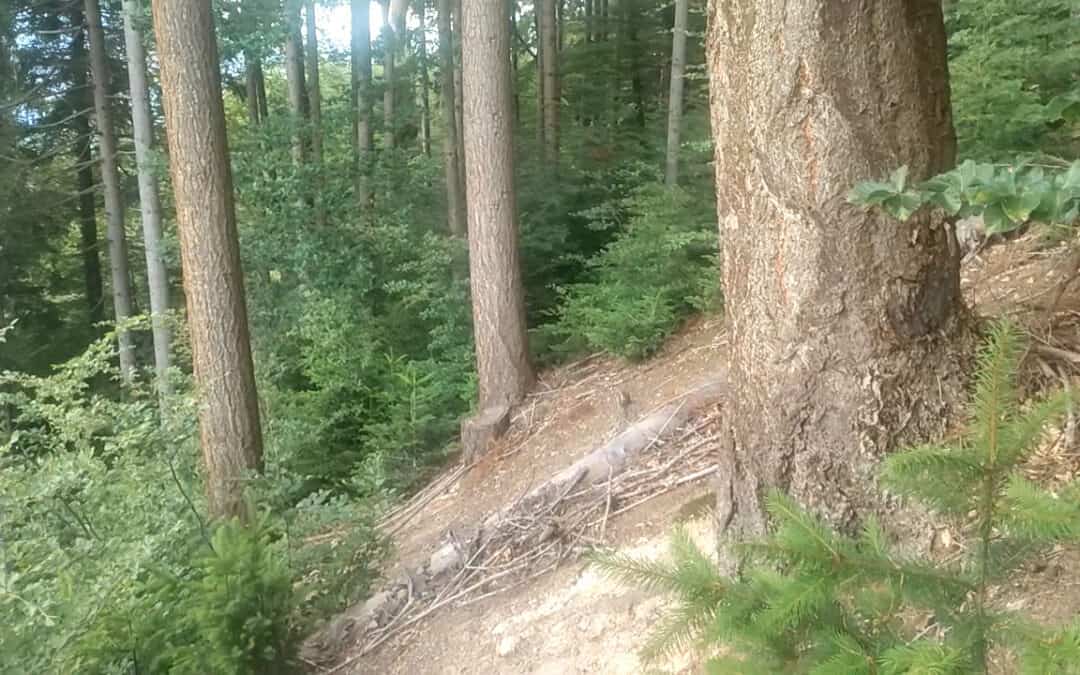 Waldbewirtschafter:innen als Architekt:innen der Zukunft