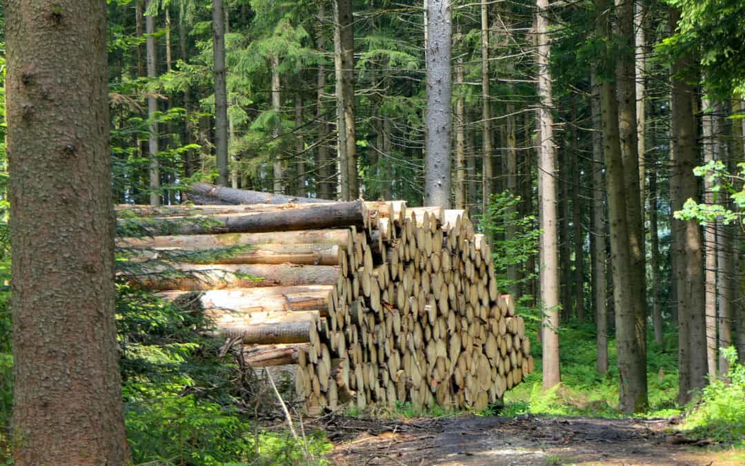 Holzverfügbarkeit in Österreich