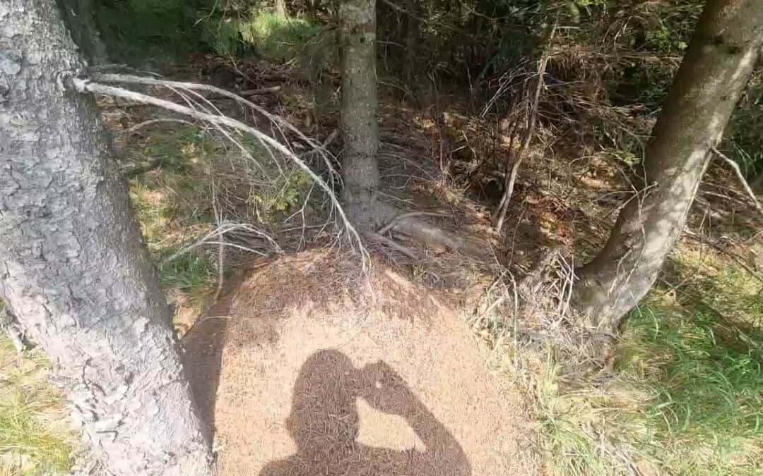 Ameisen, die Gesundheitspolizei des Waldes