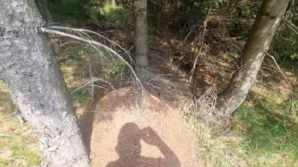 waldgeschichten-video-ameinse-gesundheitspolizei-des-waldes