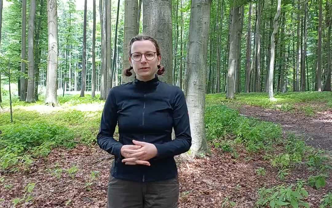 Waldboden als riesiger Kohlenstoffspeicher