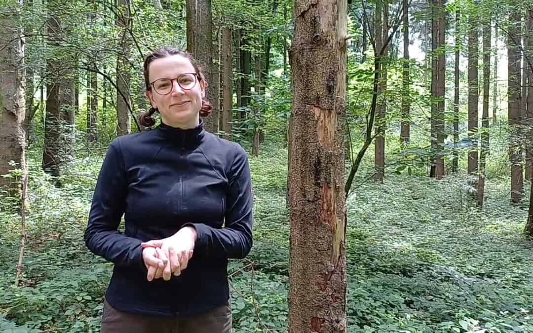 Totholz ist für ein Drittel der Waldarten unentbehrlich