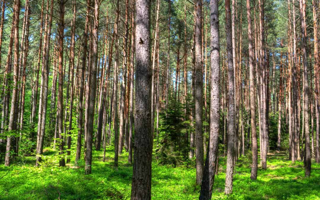 Besondere Wälder: Der große Wiener Neustädter Föhrenwald
