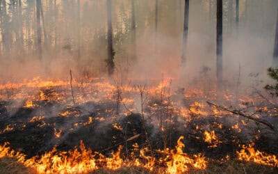 waldgeschichten-waldbrandgefahr-waldbraende-management-foto-feuer-im-wald