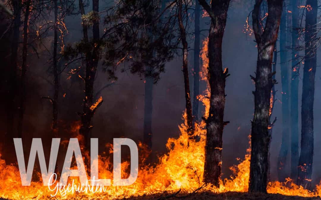 Waldbrände – Feuer im Wald