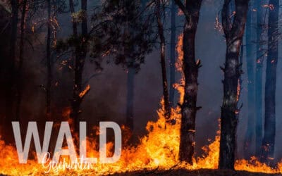 Waldgeschichten-Waldbraende-Feuer-im-Wald