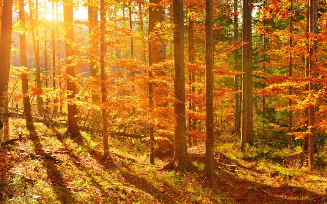 9 Ausflugstipps im Herbst