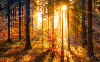 Das Jahr im österreichischen Wald: Oktober