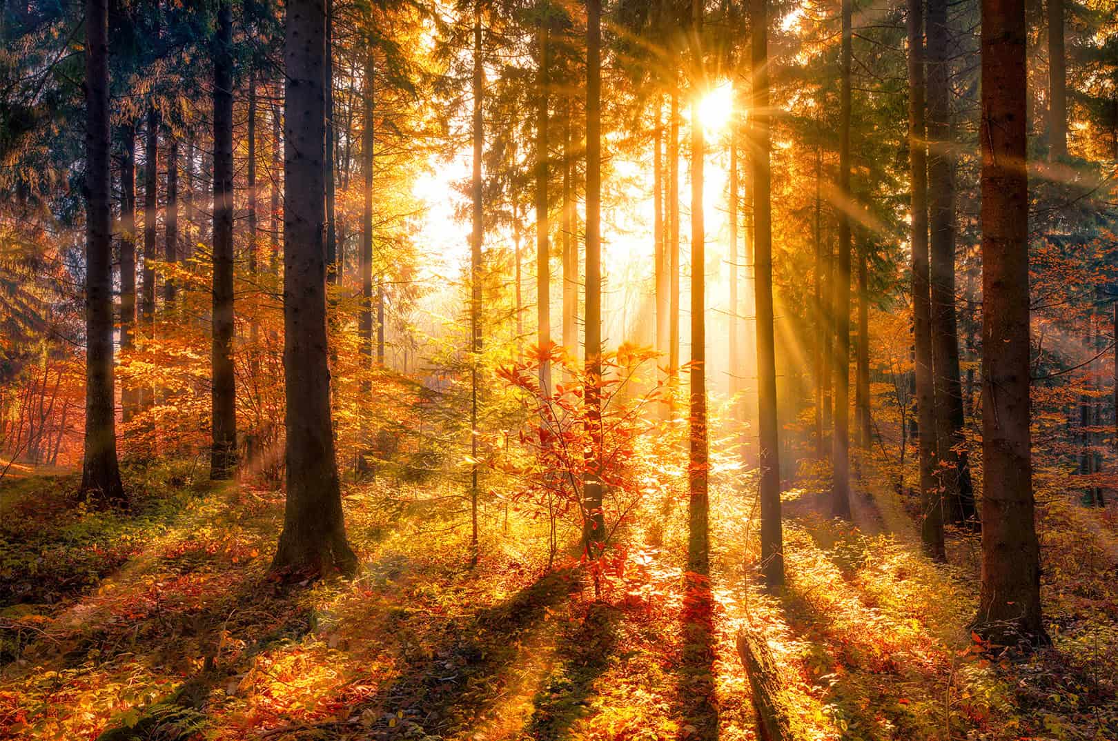 Waldgeschichten und das Jahr im Wald - Herbst