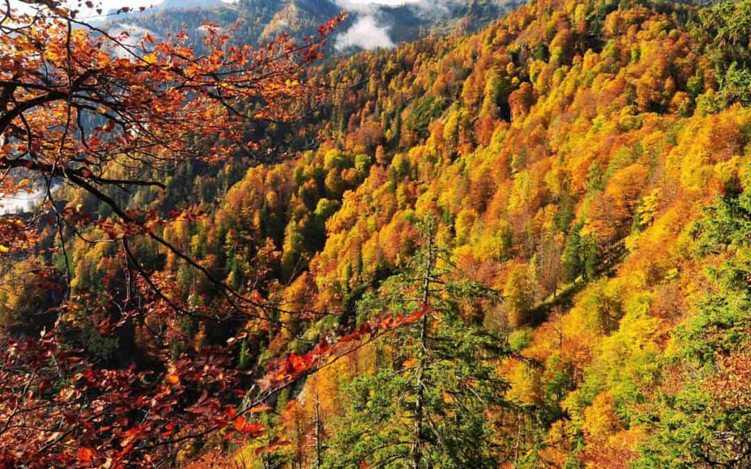 Indian Summer in Österreich