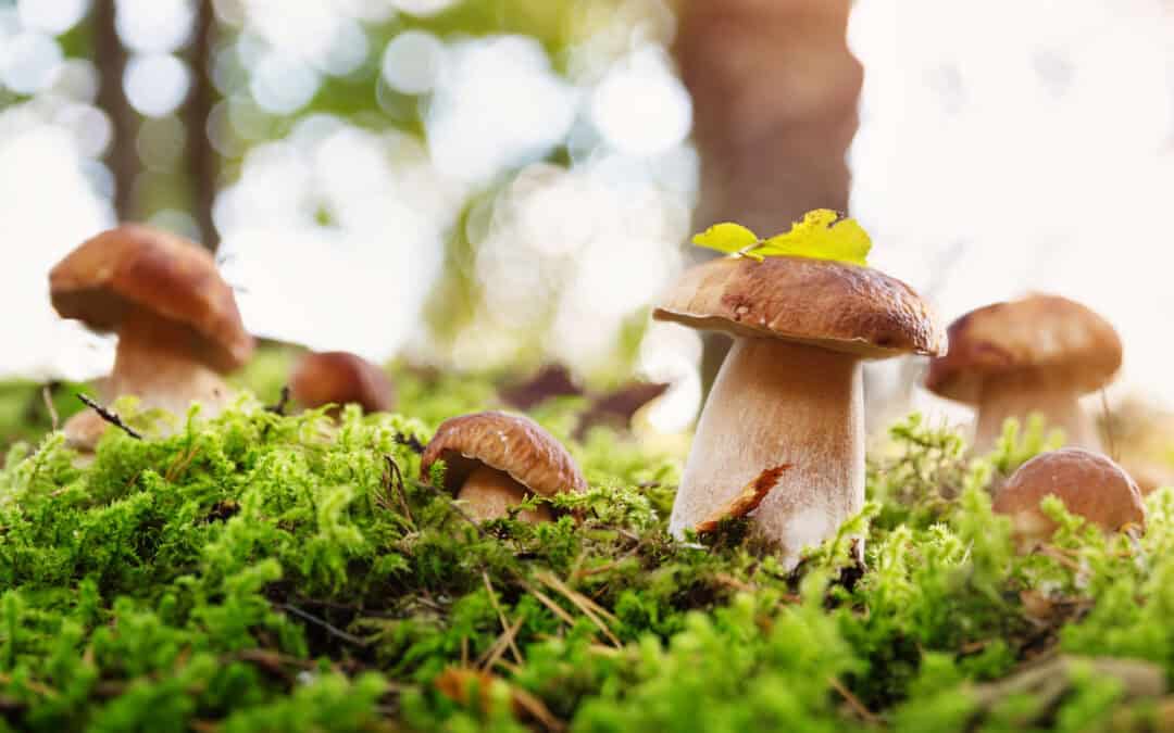 Tipps zum Pilzesammeln