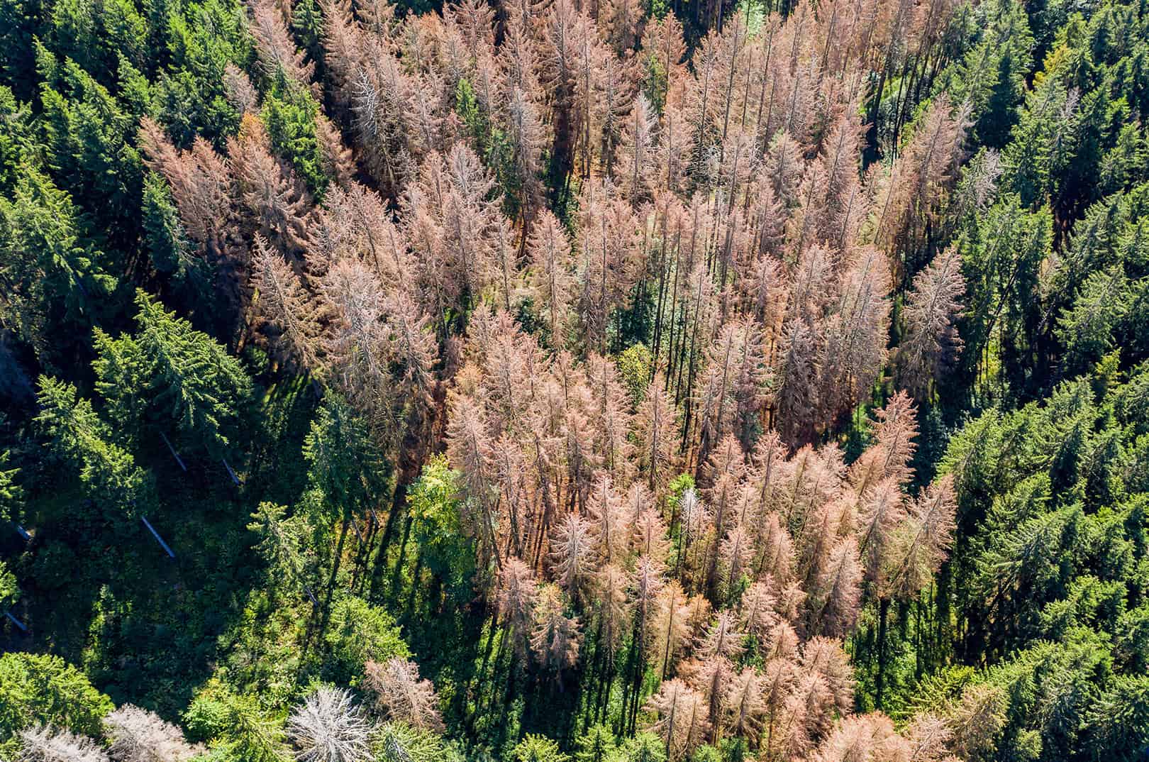 Wald Im Klimawandel Wege In Eine Klimafitte Zukunft Waldgeschichten Wald Im Klimawandel Wege In Eine Klimafitte Zukunft Waldgeschichten