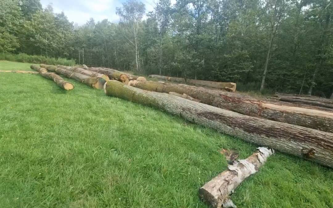 Holzversteigerung in Frankreich
