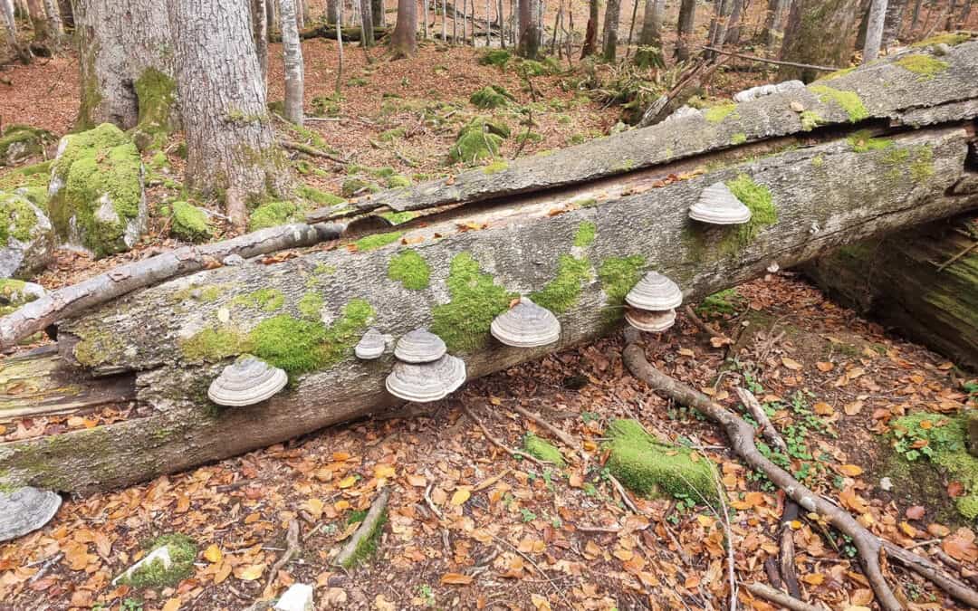 Totholz – wichtiger Bestandteil in der multifunktionalen Waldbewirtschaftung