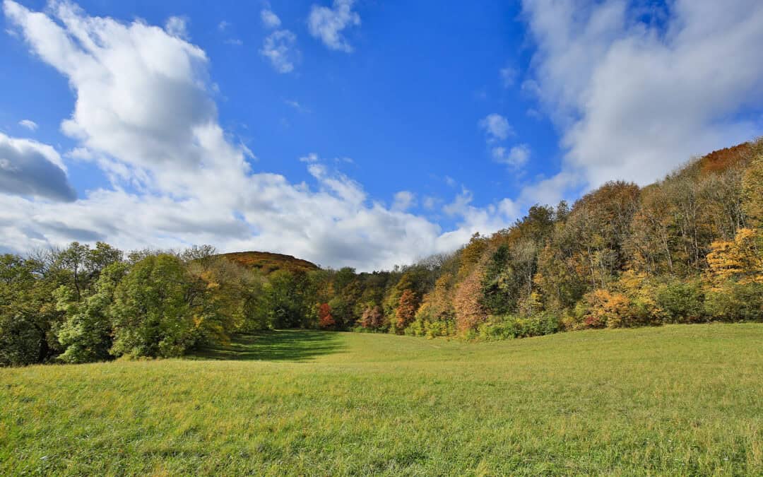 Besondere Wälder: Der Wienerwald