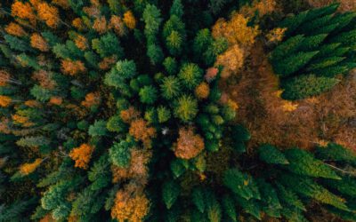 ORF berichtet: die Klimakrise bedroht die CO2-Speicherfunktion unserer Wälder