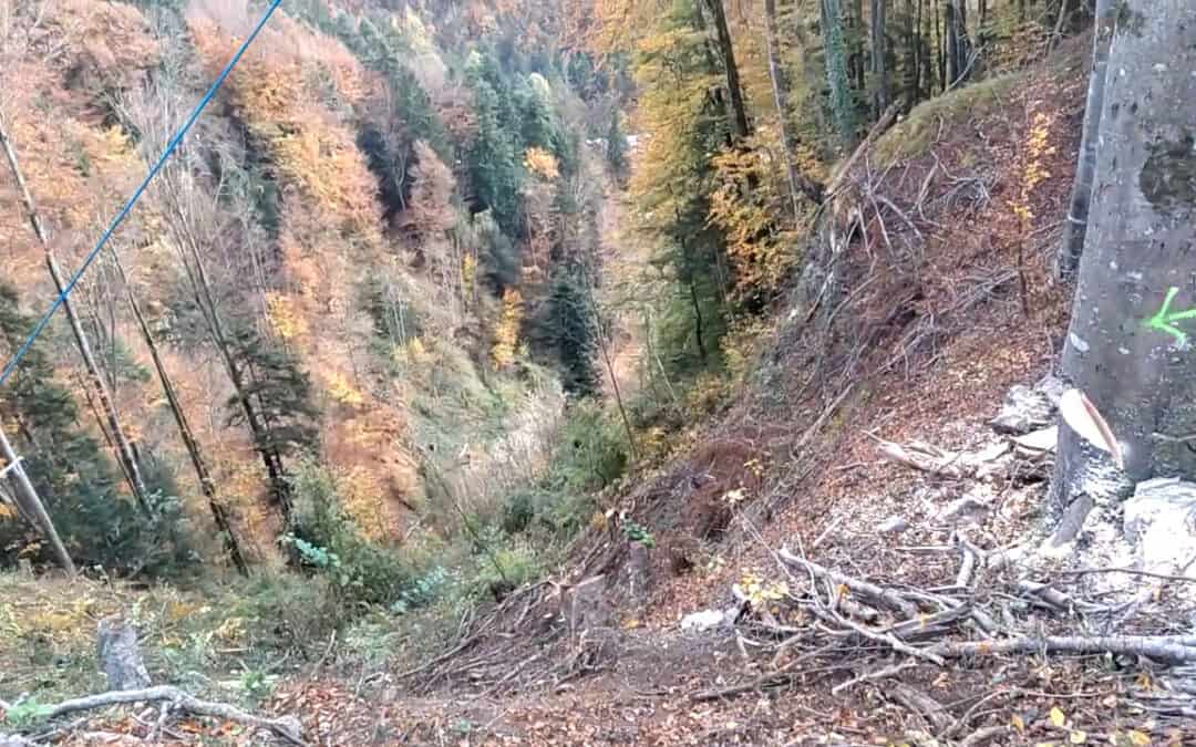 Spezialfällung für den Hochwasserschutz