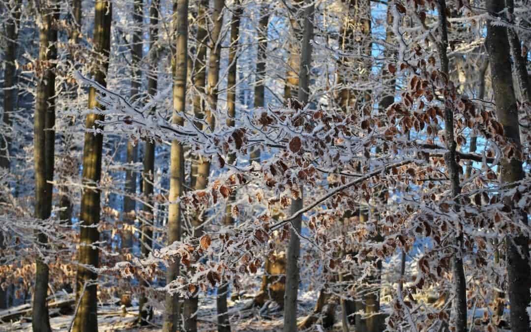 Wird die Buche den Klimawandel überstehen?