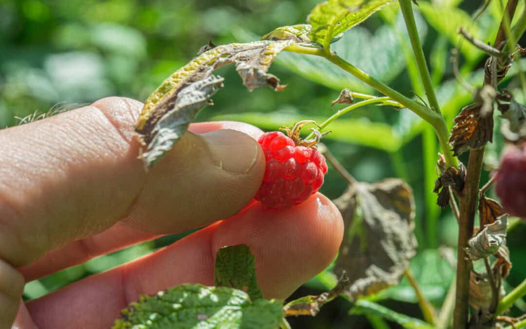 Das Jahr im österreichischen Wald: August