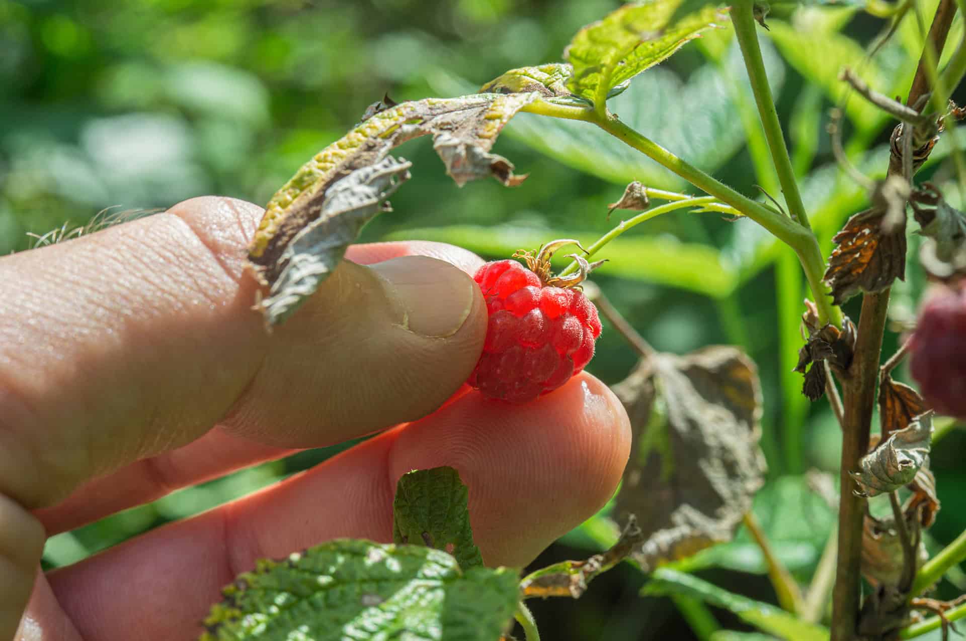 Zu den Regeln im Wald gehört, nur für den Eigenbedarf Beeren und Pilze zu sammeln. Zu den Regeln im Wald gehört, nur für den Eigenbedarf Beeren und Pilze zu sammeln.