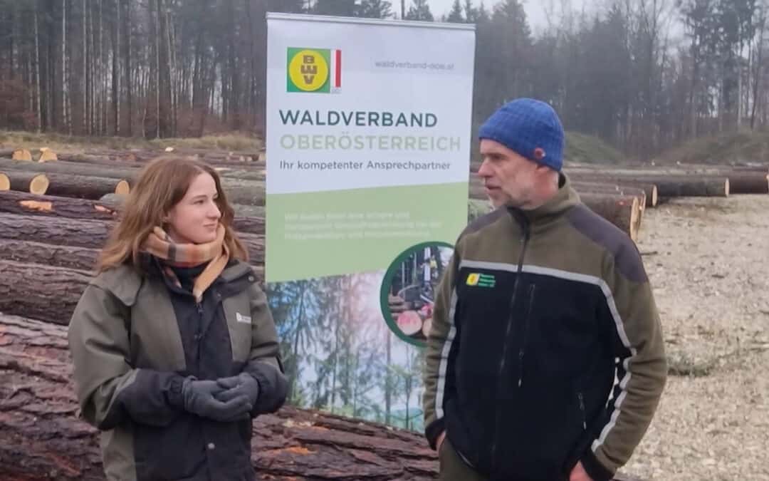 Nadelholz-“Filet”-Stücke optimal verkaufen