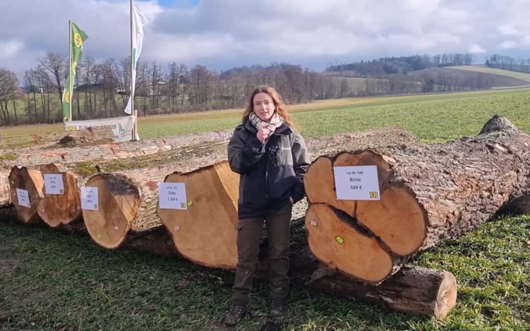 Wertvolles Laubholz richtig vermarkten
