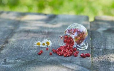 Waldbeeren sammeln in Österreich