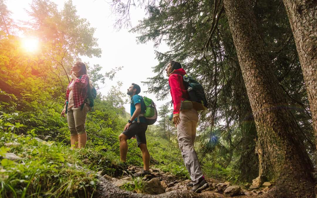 Umfrage zu 100 Jahre Bundesforste