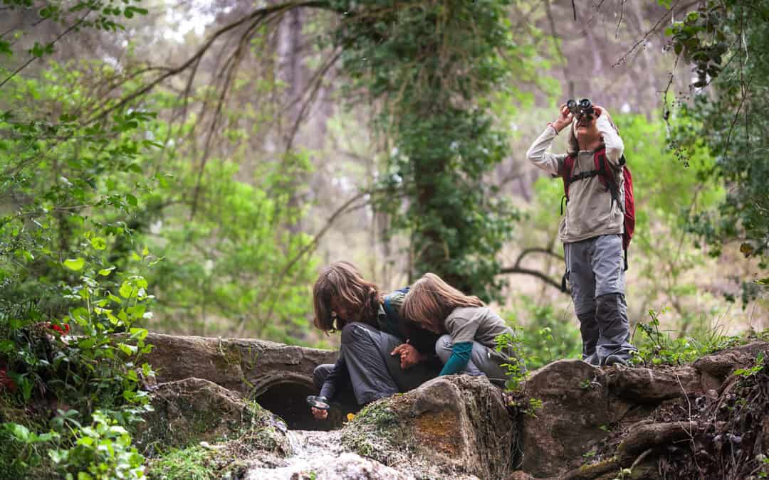 Wissen wächst mit Verstehen: Onlinekurs zur Waldbiodiversität: