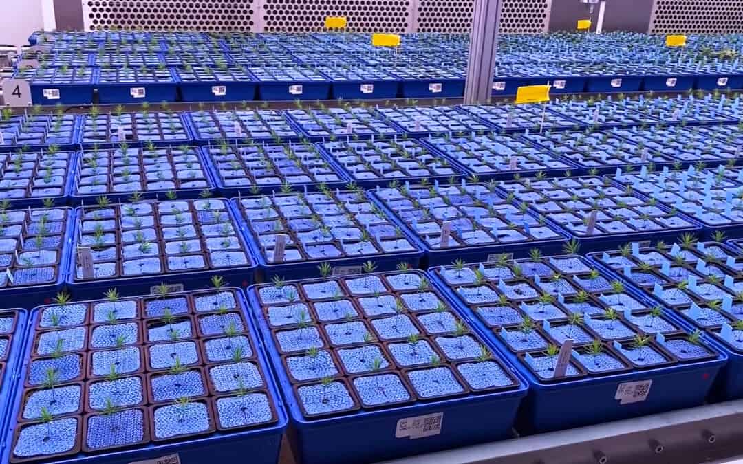 Trockenheitsresistenz von Bäumen erforschen