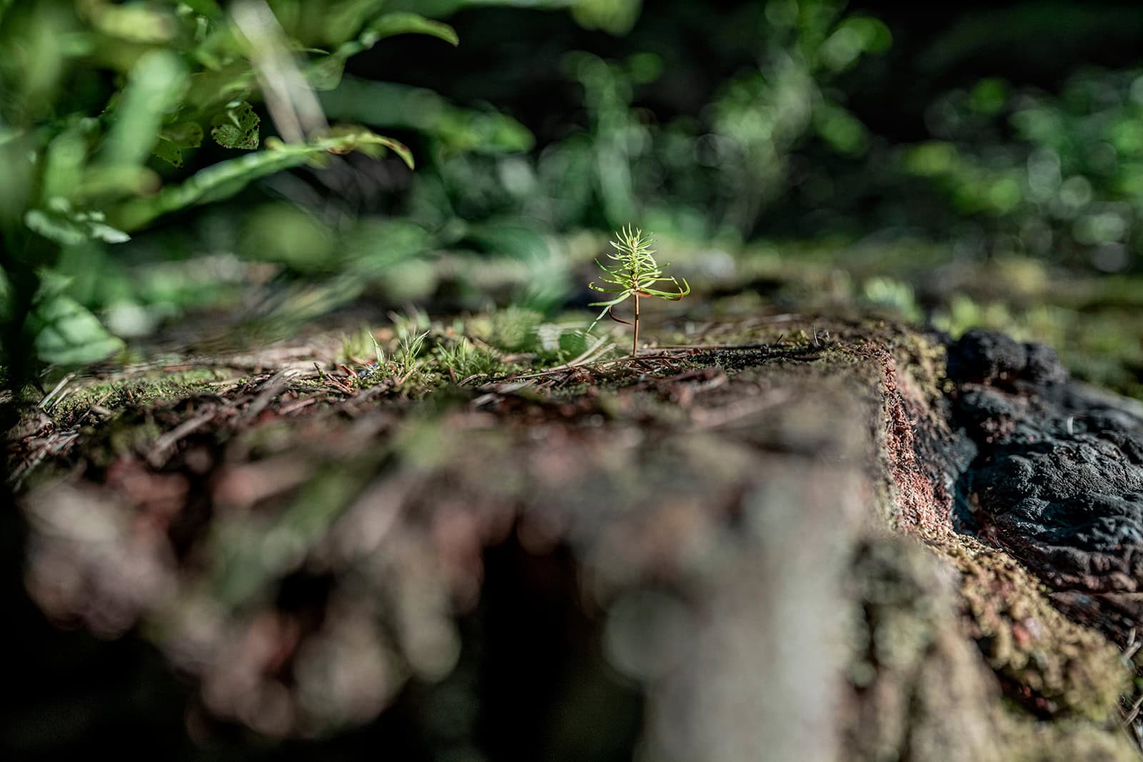 Waldbiodiversität