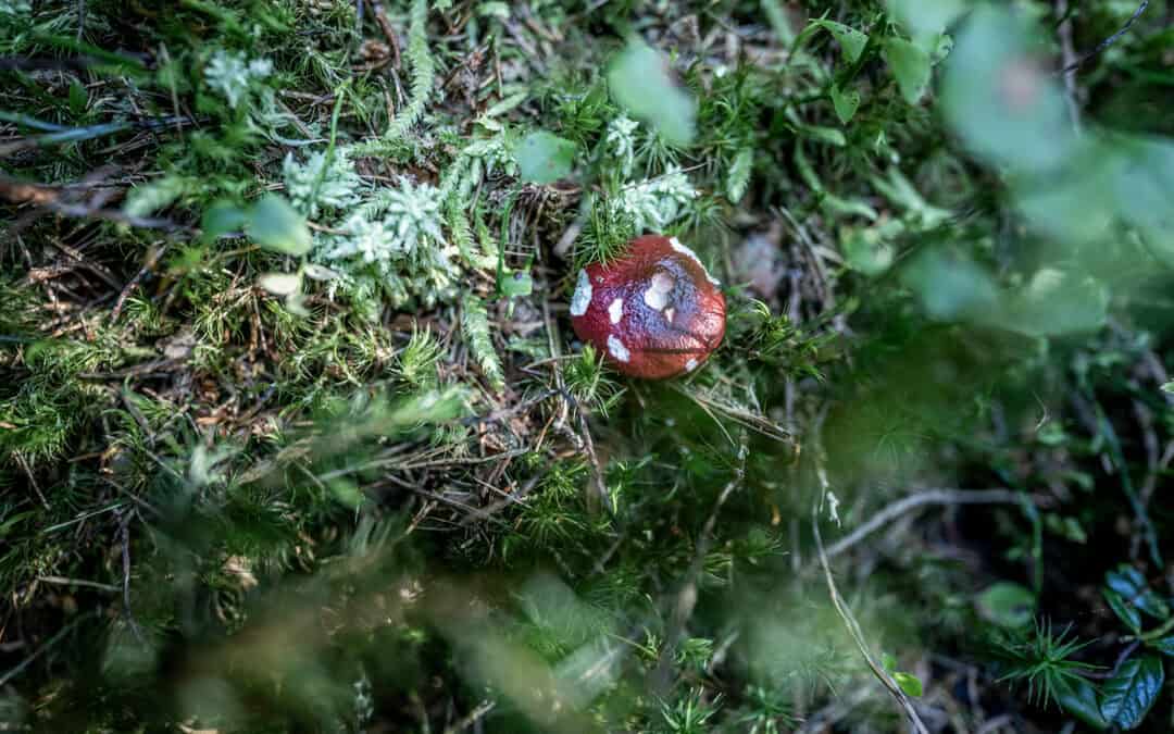 Vielfalt braucht Bewirtschaftung – Video