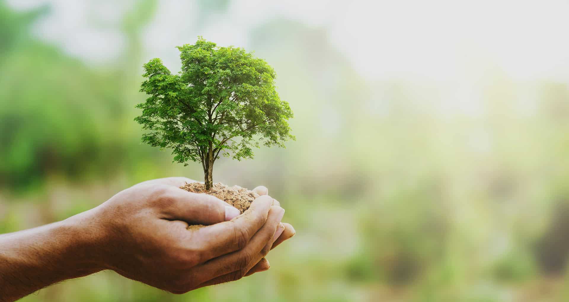 Tag des Baumes 2025