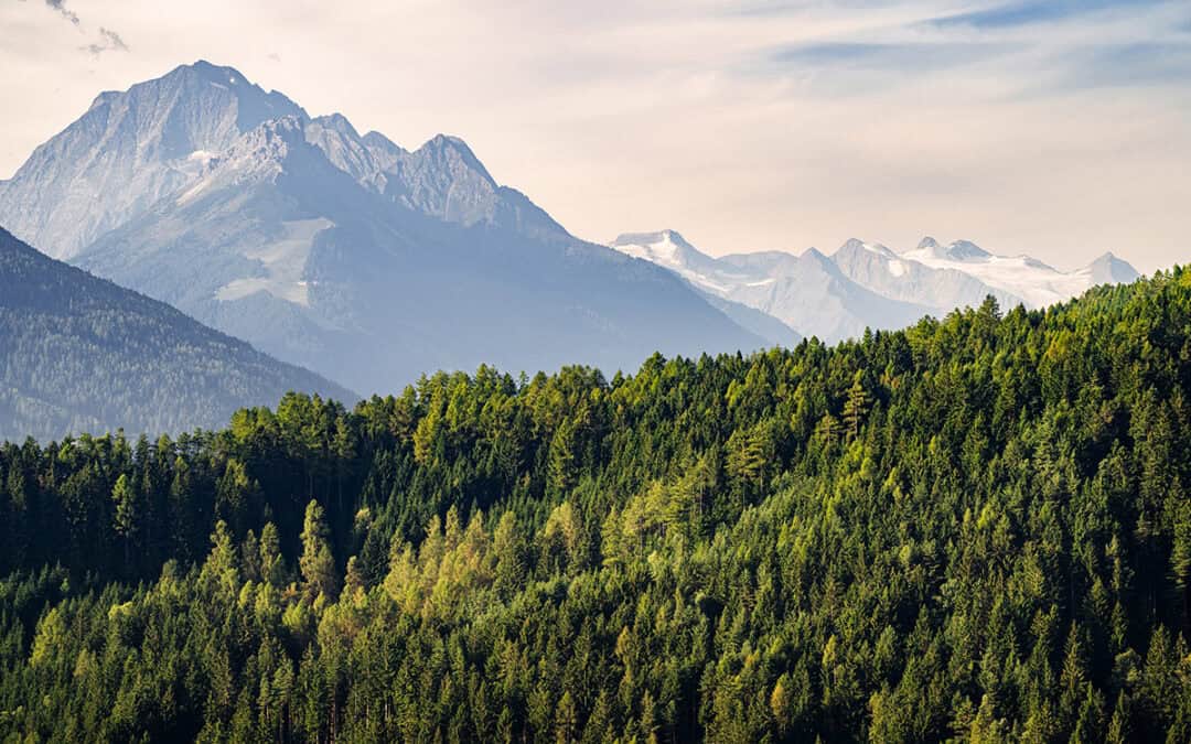 Trockenheit: Tirols Wälder kämpfen mit Wassermangel