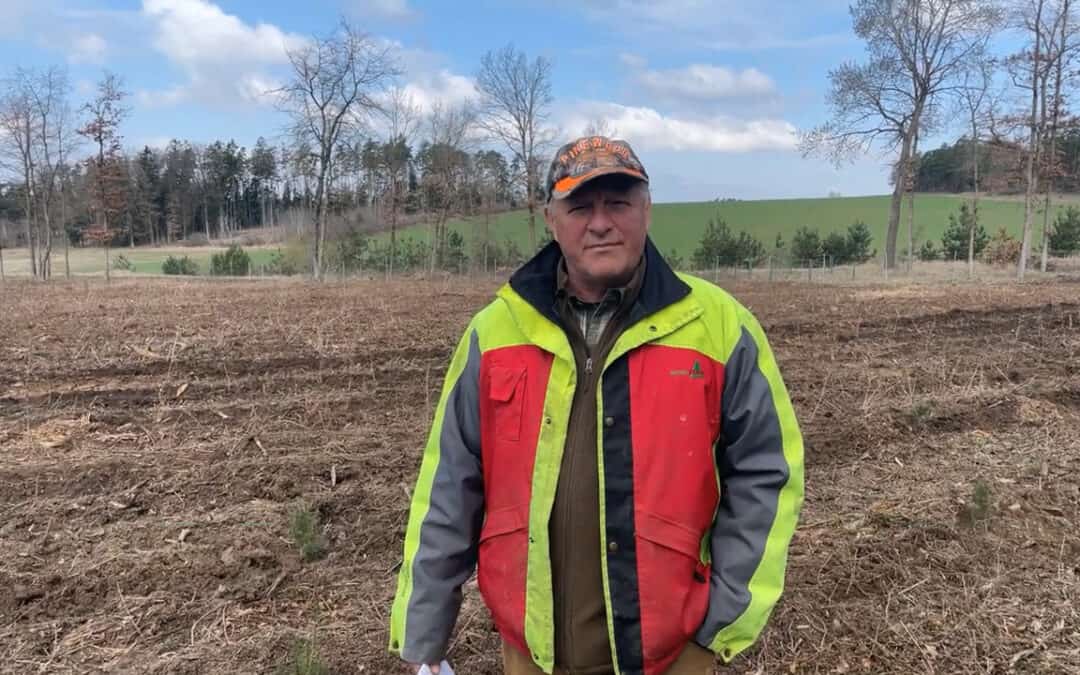 Aufforsten: Nach Fichte kommt Eiche