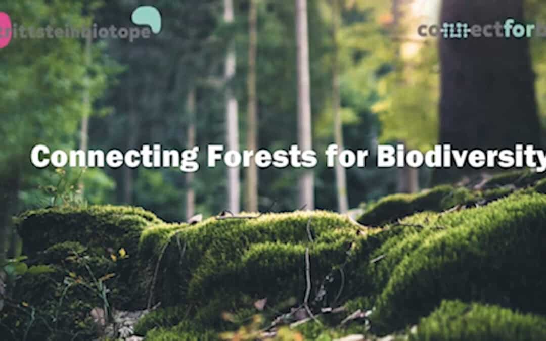 Trittsteinbiotope im Wald – eine Reise durch die Jahreszeiten