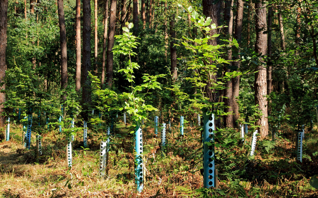 Österreichische Forsttagung 2025: Gelingt ein klimafitter Wald ohne Forstwirtschaft?