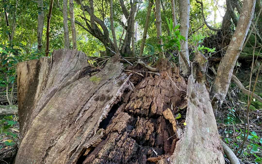 Sprechen Sie “Biodiversität”?