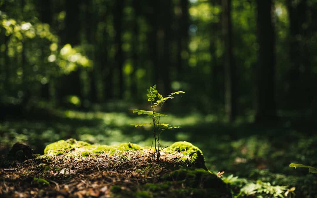 Biodiversität als Antwort auf die Klimakrise