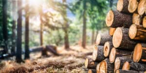 Wege zu einem klimafitten Wald in Österreich