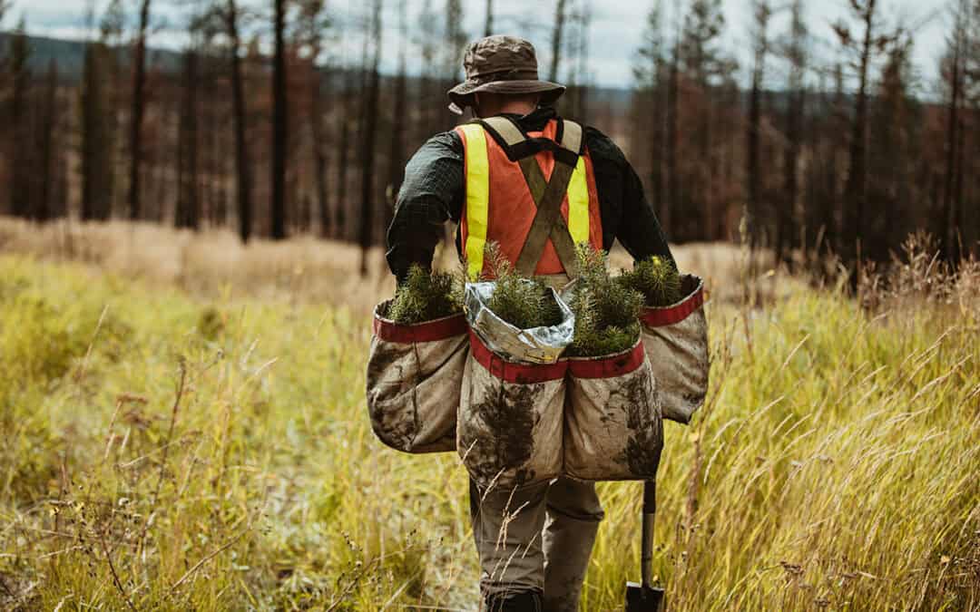 (K)ein klimafitter Wald ohne Forstwirtschaft?