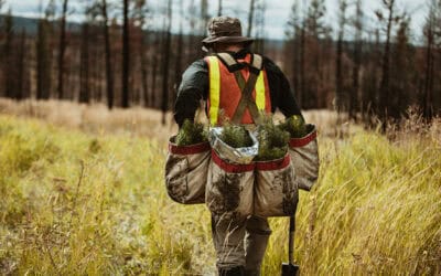 (K)ein klimafitter Wald ohne Forstwirtschaft?