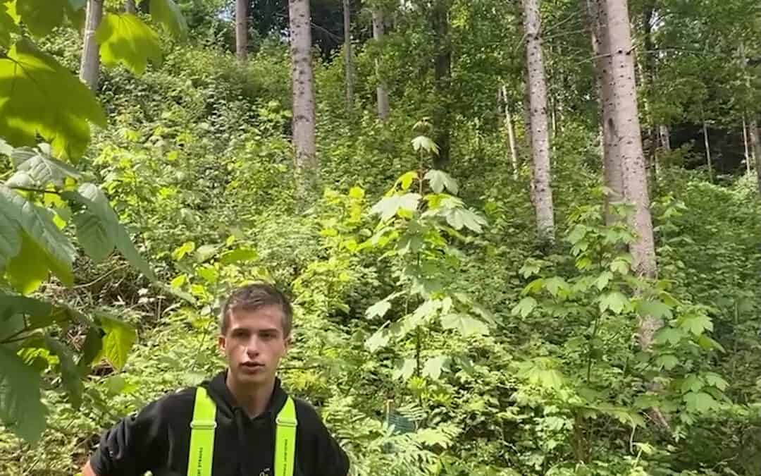 Naturverjüngung mit Waldpflege fördern